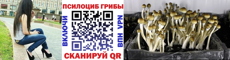 Псилоцибиновые грибы Psilocybe  наркошоп  мориарти официальный сайт  Медынь 